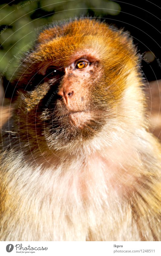 World's cutest baby orangutan hangs in a tree in Borneo - a Royalty Free  Stock Photo from Photocase