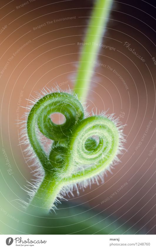Cuddly hairy Nature Plant Agricultural crop shoot tendril Tendril Pumpkin plants Heart Bow Spiral Esthetic Exceptional Thin Authentic Small Near Natural Cute