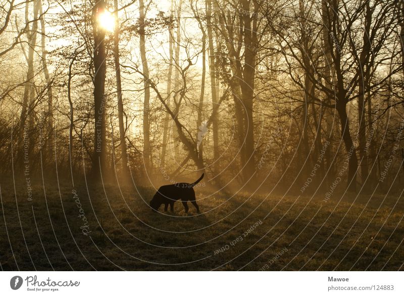 Dog in the morning mist Forest Fog Labrador Tree Back-light Shadow play Morning Meadow Tails Fishing rod Black Peace Sun Branch walk