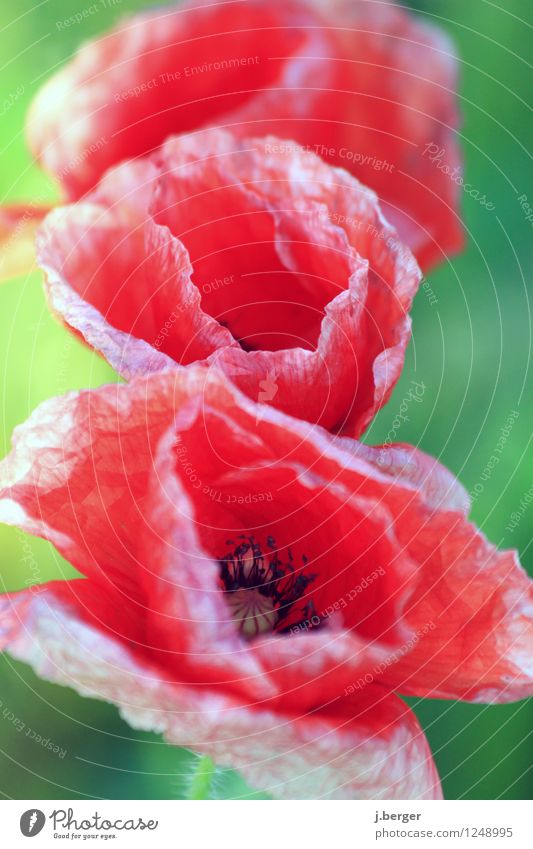 poppy day Nature Plant Flower Leaf Blossom Green Red Poppy Poppy blossom Macro (Extreme close-up) Still Life Colour photo Multicoloured Exterior shot Close-up