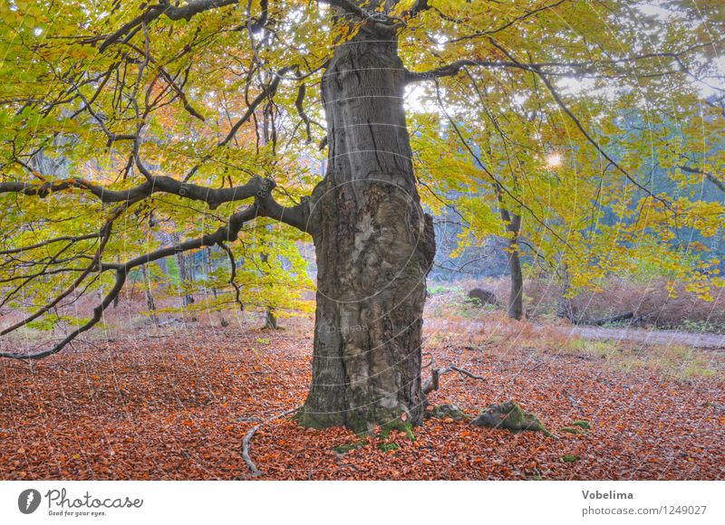 Tree in autumn Nature Sun Sunlight Autumn Forest Brown Yellow Gold Green Pink Red Colour photo Exterior shot Deserted Copy Space bottom Day Sunbeam Back-light