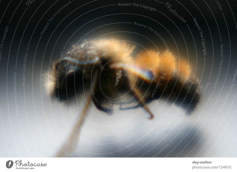 Bee in the spotlight Insect Pierce Pollen Honey Stamen Feeler Reflection Shadow Macro (Extreme close-up) Close-up Beautiful Nectar Hair and hairstyles Wing