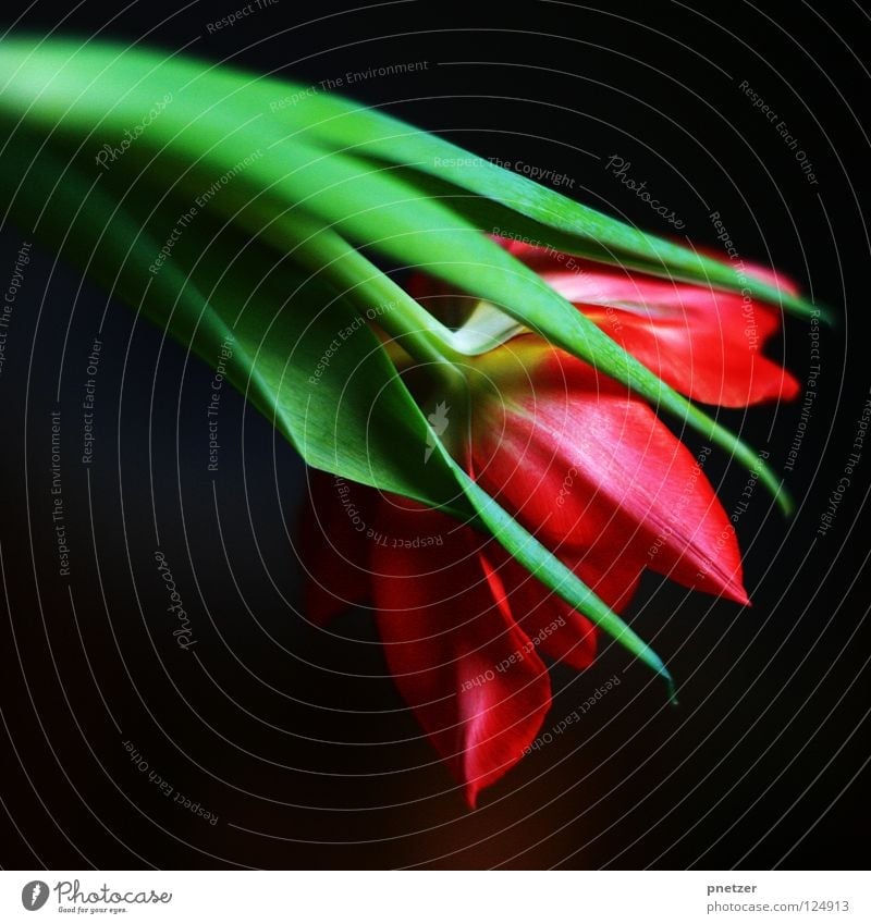 Tulip! Flower Blossom Stalk Green Red Pink Macro (Extreme close-up) Symbols and metaphors Spring Summer Joy Nature