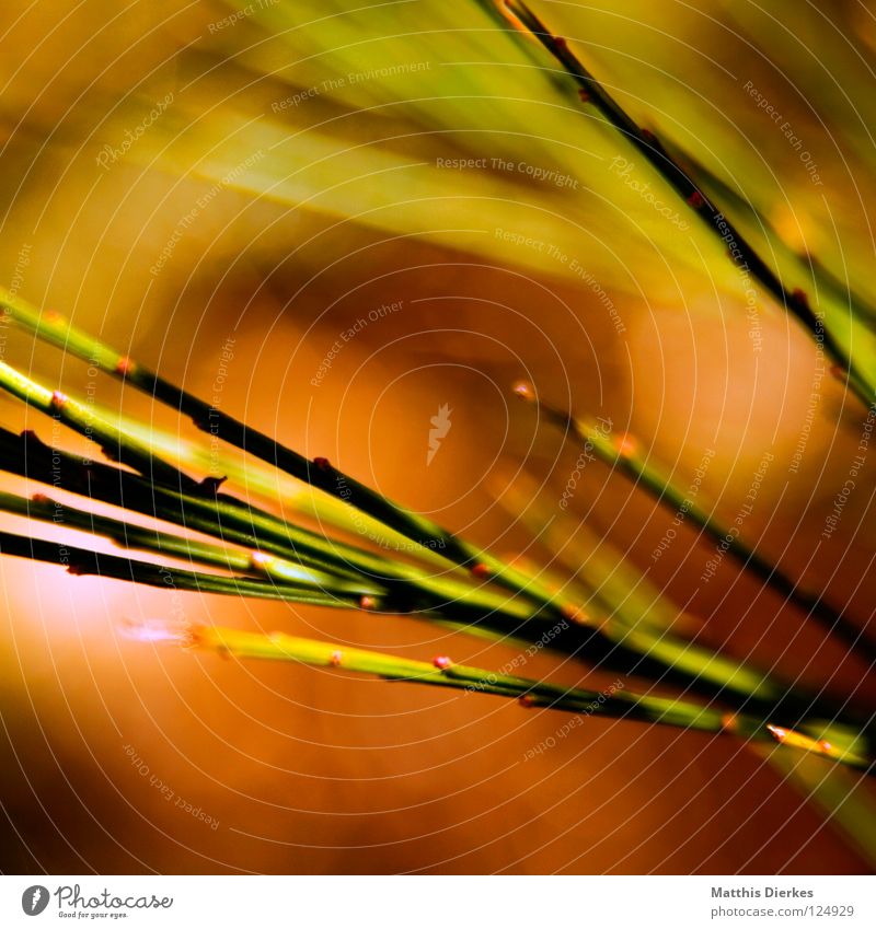 Fiery Common Reed Meadow Grass Green Red Blur Broom Back-light Point of light Stalk Background picture Park Spring Pteridopsida Orange Blaze light spots Tilt