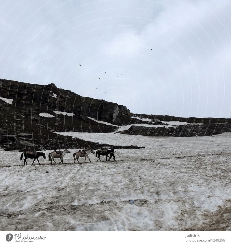4 horses in the snow Nature Winter Snow Mountain Himalayas Horse Animal Group of animals Freeze Going Hiking Cold Willpower Brave Endurance Adventure Effort
