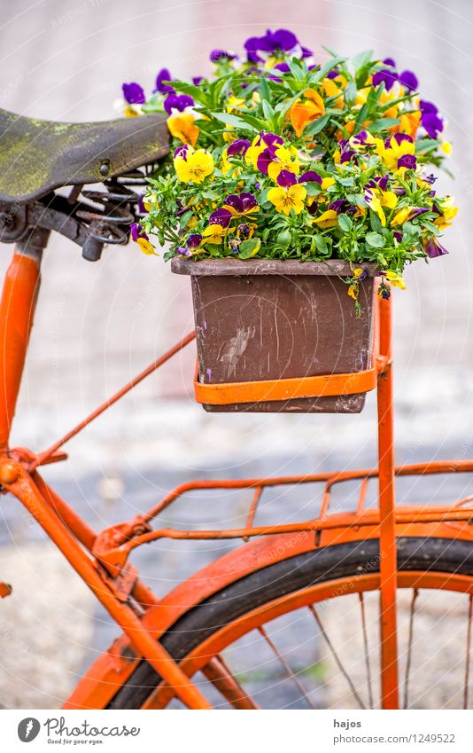 Bicycle with flower box Beautiful Decoration Flower Old Friendliness Romance Nostalgia Window box Pansy Still Life colored sunny Orange Multicoloured