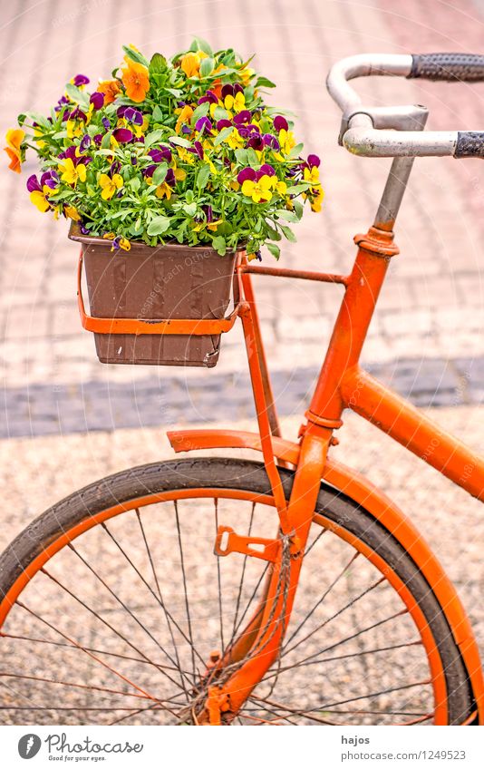 Bicycle with flower box Decoration Plant Flower Pot plant Old Friendliness Romance Nostalgia Window box Pansy Still Life colored sunny Orange Colour photo