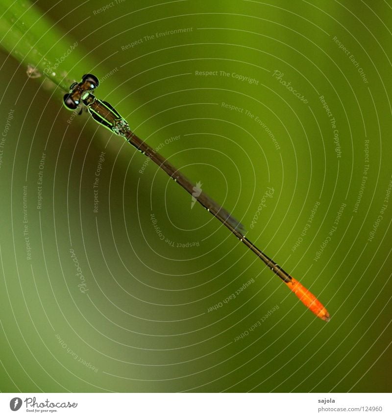 line in the landscape Nature Animal Wild animal Small dragonfly Dragonfly Insect 1 Line Thin Green Bright green Compound eye Hind quarters Orange Colour photo