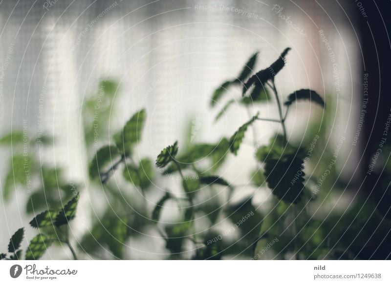 Purely plant-based - mint at the window Close-up bokeh Mint herbs kitchen herbs Herbs and spices Green Fresh Plant Agricultural crop Herb garden Colour photo