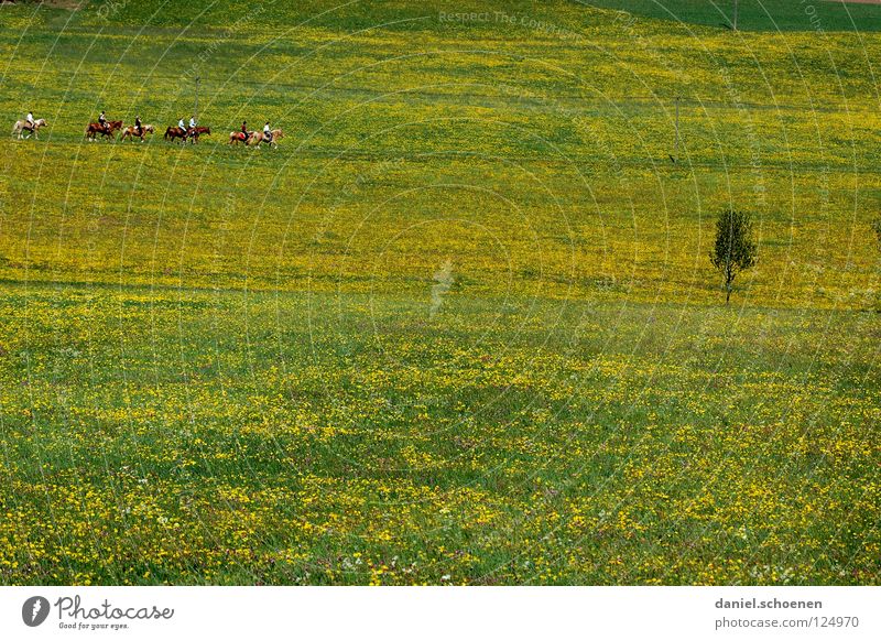 won't last long ! Summer Spring Background picture Horse Flower meadow Beautiful Meadow Leisure and hobbies Blossom Green Yellow Dandelion Relaxation Horizon