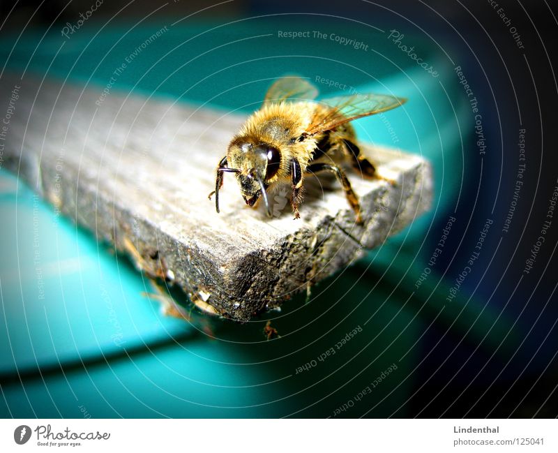bee Bee Footbridge Springboard Bucket Feeler Animal Dark Shows Flying Wing fly Center point