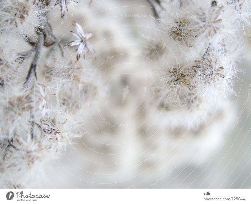 Winter flower | dry grasses and seeds | creamy white and beige. Plant Blossom Flower Bushes Grass Near Beige White Brown Tone-on-tone blurriness Delicate Small