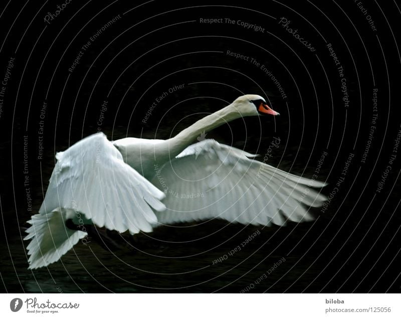 White swan in front of a dark background during landing approach Swan Poultry Long Soft Graceful Elegant Grand piano Black birds Body of water Lake