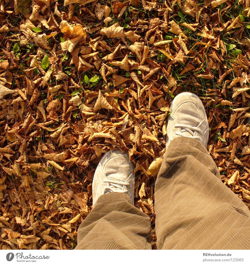 brown Autumn Cold Leaf Dry Dried Rustling To break (something) Footwear Pants Brown Earthy Sneakers Joy Going Stand Goodbye Loneliness Human being Transience