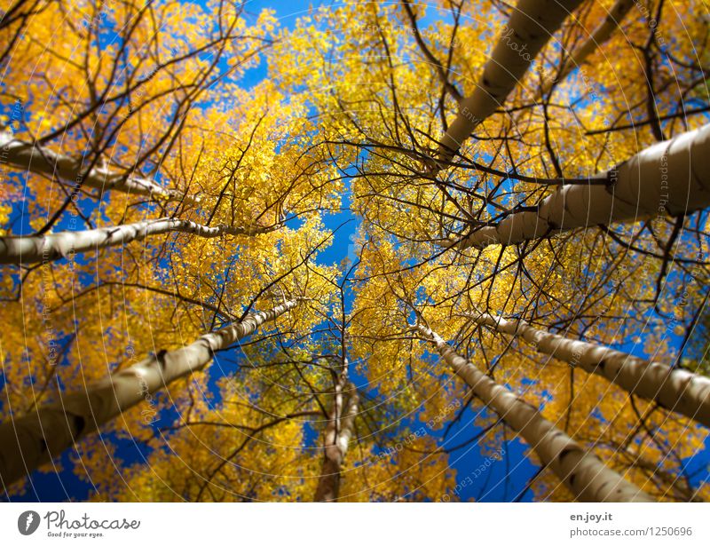 Confused Harmonious Well-being Meditation Vacation & Travel Environment Nature Landscape Plant Sky Autumn Tree Aspen Forest Round Blue Yellow Calm Hope Belief