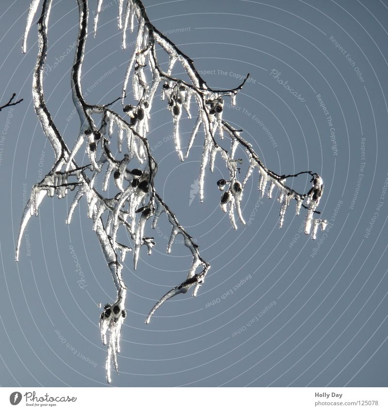 Cold and clinking Icicle Hang Heavy Winter Ice age Branch Blue sky