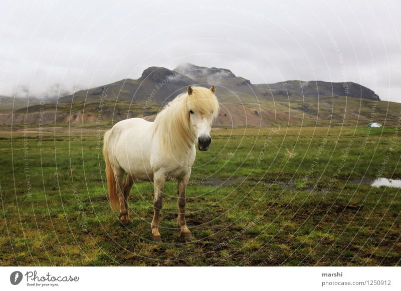 island horse Nature Landscape Plant Animal Hill Mountain Wild animal Horse 1 Moody Iceland Pony Far-off places White Stand Ride Equestrian sports Beautiful