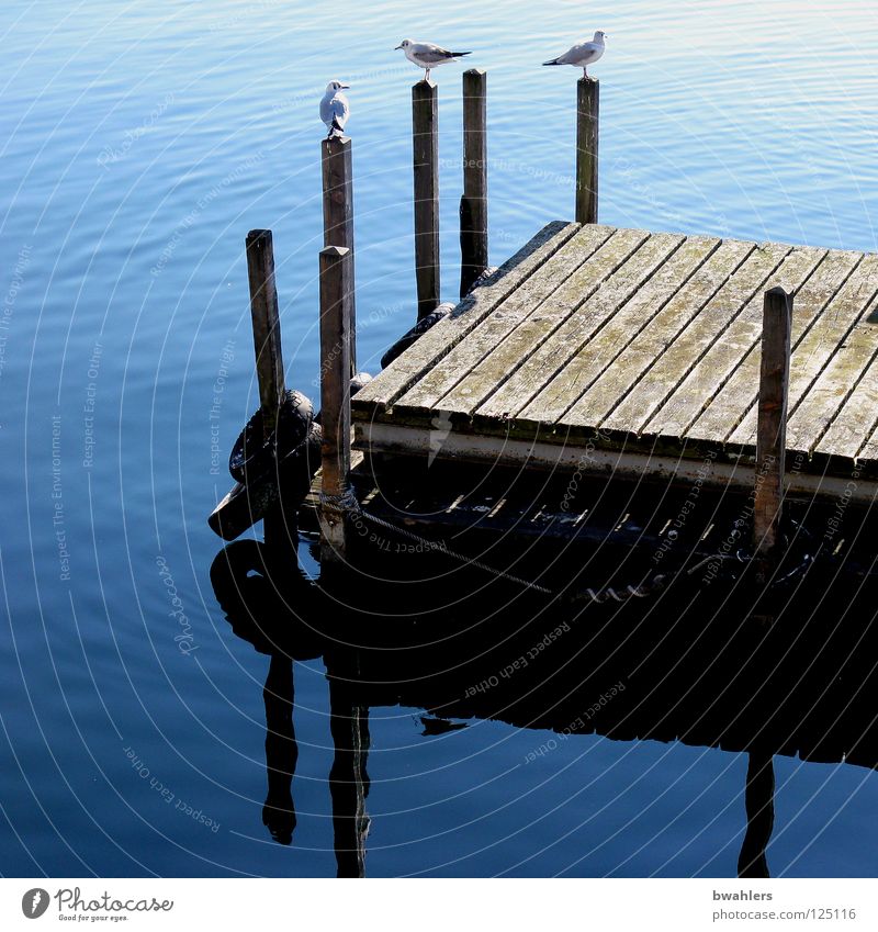 At the lake Lake Footbridge Wood Seagull Reflection Beautiful Waves Bird Water Blue Pole Clarity Lake Constance