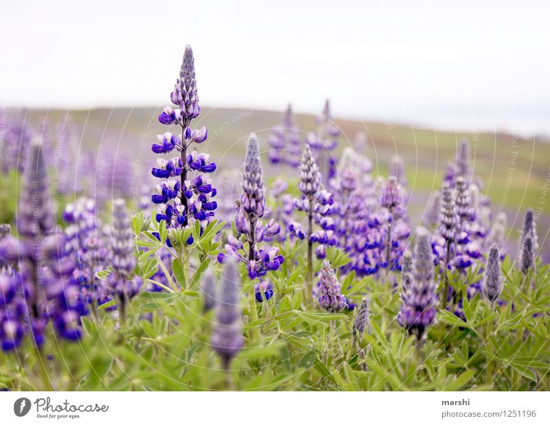 Lupine Sea Nature Landscape Plant Flower Bushes Violet Meadow Iceland Lupin blossom Lupine field Colour photo Exterior shot Close-up Detail Day