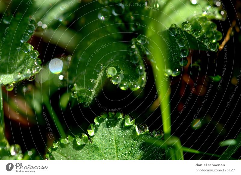 Dew drops 2 Drops of water Clarity Fresh Clean Pure Leaf Green Glittering Light Morning Grass Transparent Background picture Meadow Macro (Extreme close-up)