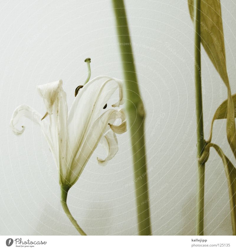 postlude Flower Plant Embellish Lily Virgin Mary Living thing Growth White Propagation Pollen Vertical Stalk Innocent Beautiful Might Root Onion Pistil