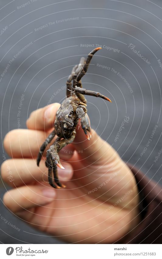 become cancerous Nature Animal 1 Moody Cancer Animalistic Hand Beach Shellfish Iceland Colour photo Exterior shot Close-up Detail Macro (Extreme close-up) Day