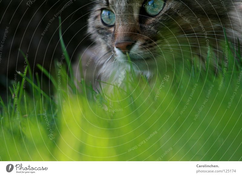 Laya. Joy Beautiful Summer Nature Animal Meadow Cat Bright Speed Green Mammal Exterior shot Free-living Prowl