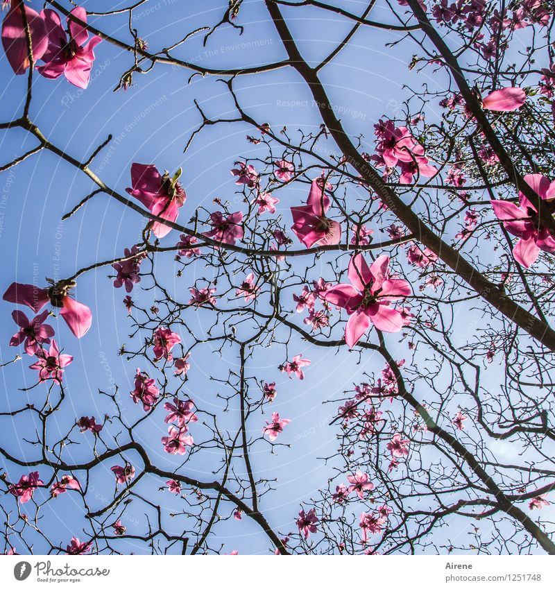 pink cloud magnolia Blossom Tree Sky Sky only Magnolia blossom Magnolia tree Glittering Blue Pink Black Colour photo Deserted Neutral Background Worm's-eye view
