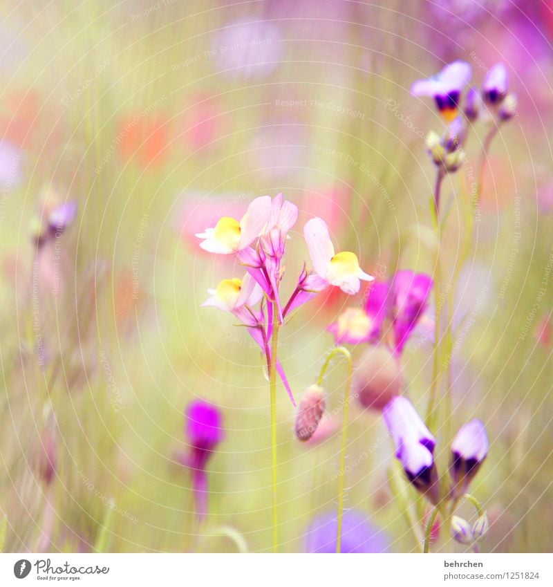 purple dream Nature Plant Spring Summer Beautiful weather Flower Grass Leaf Blossom Wild plant Garden Park Meadow Blossoming Fragrance Faded Growth Small Green