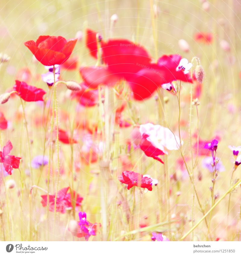 O Nature Plant Sun Spring Summer Autumn Flower Grass Leaf Blossom Wild plant Poppy Garden Park Meadow Field Blossoming Growth Beautiful Kitsch Violet Pink Red