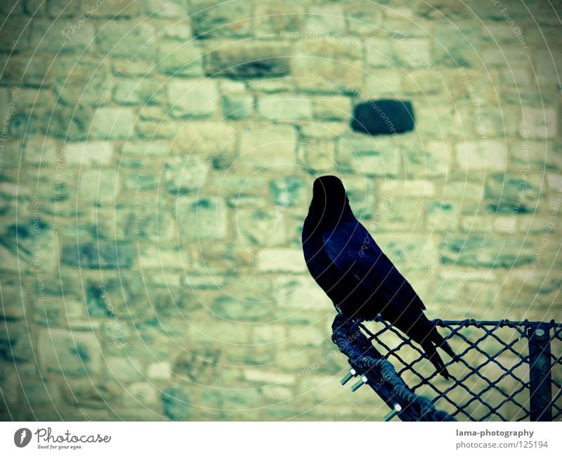 Watching the black brick Wall (barrier) Bird's-eye view Monitoring Protection Guard Raven birds Crow Common Raven Jackdaw Rook Wisdom Fairy tale Vignetting