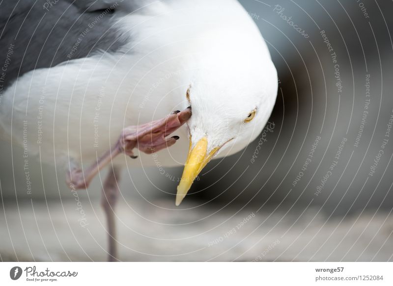 itching Animal Wild animal Bird Seagull 1 Funny Yellow Gray Pink White Gull birds Close-up Colour photo Subdued colour Exterior shot Deserted Copy Space right