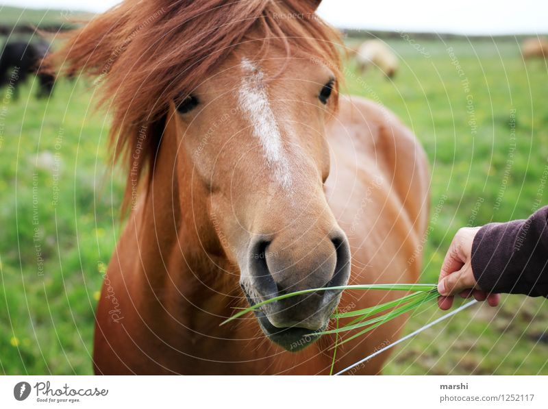 Beauty & Beauty Nature Landscape Plant Animal Wild animal Horse 1 Moody Iceland Feeding Beautiful Brown Travel photography Ride Equestrian sports animal hair