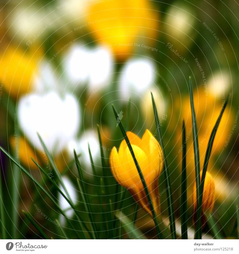 RISEN FROM POWER Flower Crocus Blossom Garden Bed (Horticulture) Plant Yellow Green Spring Wake up Depth of field Flowerbed Nature Bud Contrast