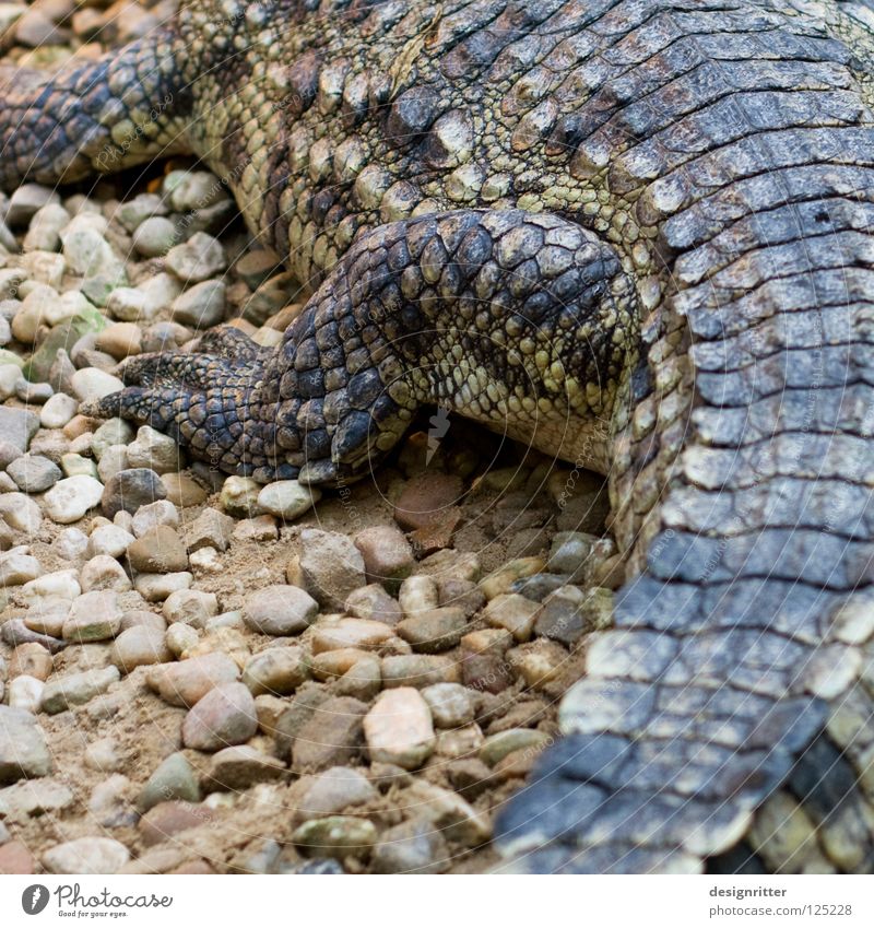 scaly Claw Animal Crocodile Dangerous Hunter Disastrous Kill Handbag Leather Crawl Reptiles Dinosaur Legs Skin Barn alligator Threat Wild animal Hunting Death