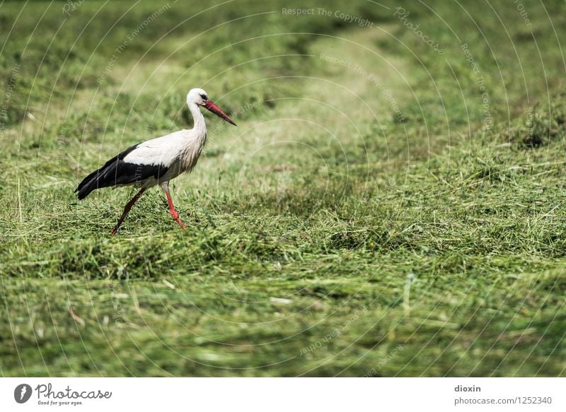 Stork in salad Environment Nature Plant Animal Grass Meadow Wild animal Bird White Stork 1 Natural Swagger Stride Colour photo Exterior shot Deserted Day