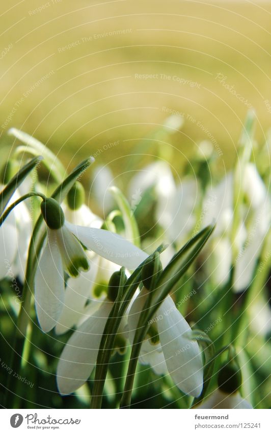 Snowdrops, white skirts... Spring Flower Blossom Wake up Arise Resurrection