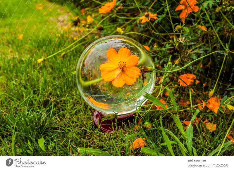 glass ball Plant Summer Flower Grass Garden Park Meadow Fragrance Elegant Colour Freedom Joy Idea Joie de vivre (Vitality) Nature Glass ball Orange