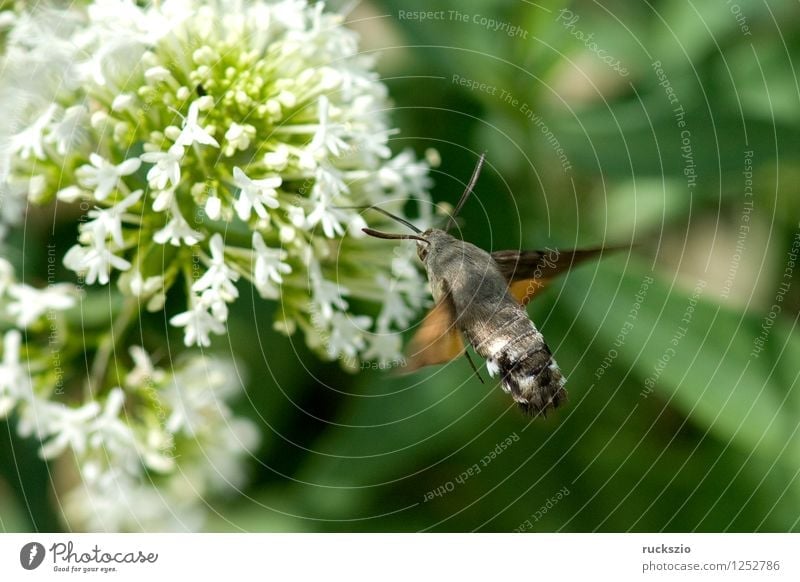 Pigeon tail; macroglossum; stellatarum; Butterfly Flying To feed dove tail pigeon tail spur flower sportflowers Centranthus carp's tail warbler dusting