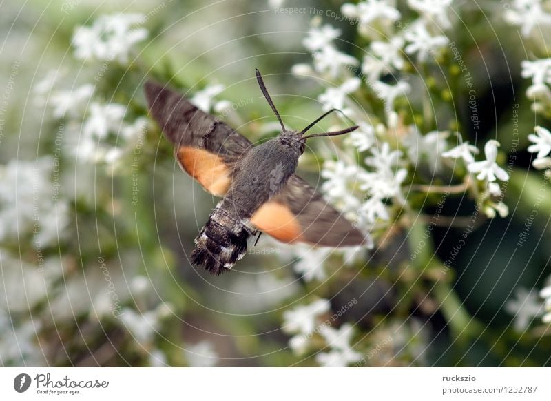 Pigeon tail; macroglossum; stellatarum; Butterfly Flying To feed dove tail pigeon tail spur flower sportflowers Centranthus carp's tail warbler dusting