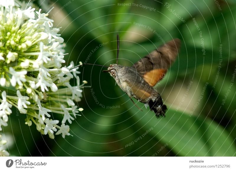Pigeon tail; macroglossum; stellatarum; Butterfly Flying dove tail pigeon tail spur flower sportflowers Centranthus carp's tail warbler dusting