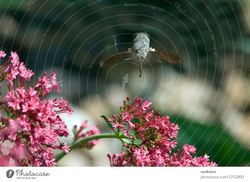 Pigeon tail; macroglossum; stellatarum; Butterfly Flying dove tail pigeon tail spur flower sportflowers Centranthus carp's tail warbler dusting