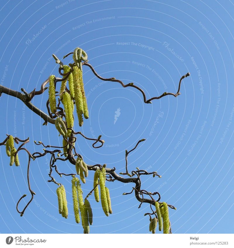 Branch of a corkscrew hazel bush with hazel catkin in front of a blue sky Hazelnut Bushes Tree Plant Branchage Warped Together Curved Side by side Consecutively