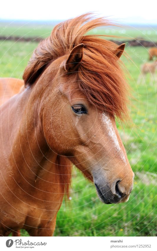 Horse Mane Styles 20 Horse Hairstyles To Show The Class