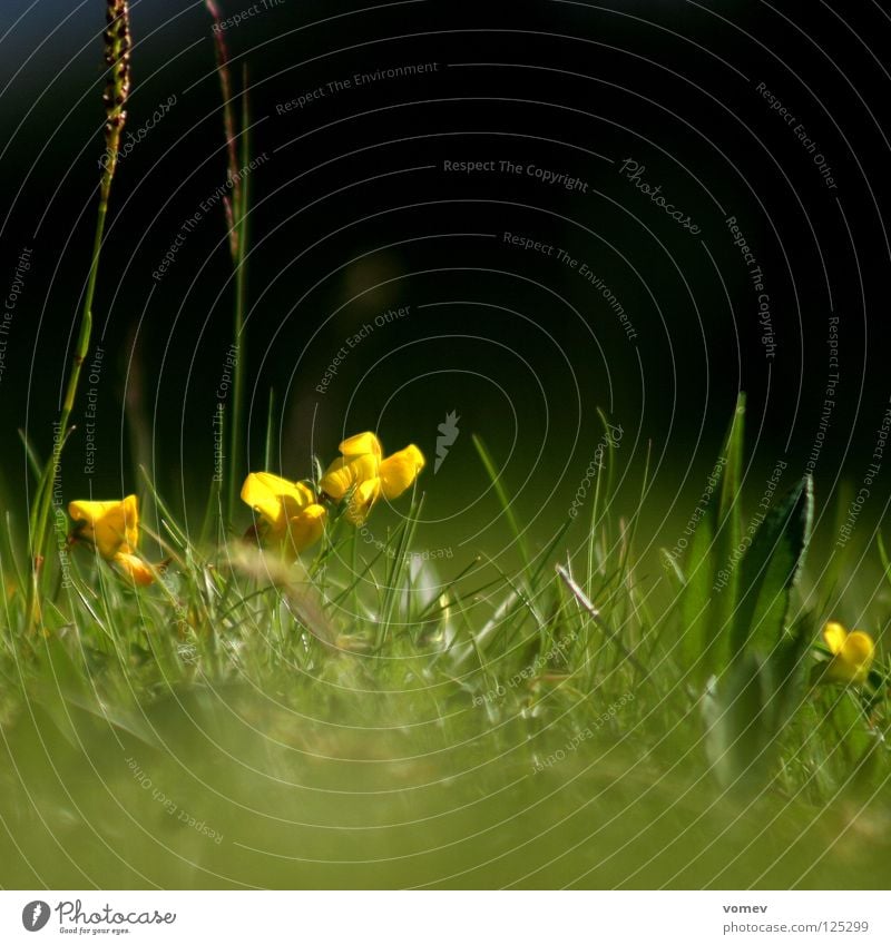 Mole takes a picture Meadow Green Yellow Blossom Blade of grass Calm Worm's-eye view Dandelion beautiful day
