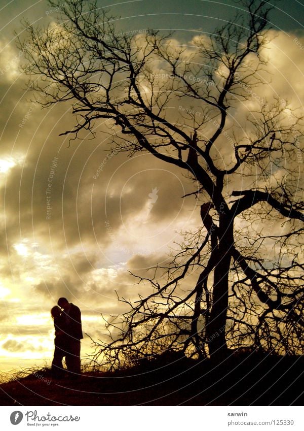 sunlight Tree Kissing Romance Sunset Clouds Valentine's Day Love Evening Couple Shadow siluette In pairs Lovers Together Relationship Trust Affection Harmonious