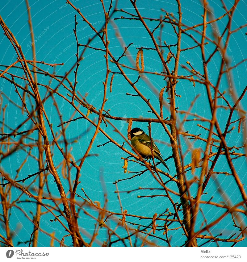 Tit winter (colorful) Bird Tit mouse Crouch Loneliness Tree Bushes Branchage Hazelnut Winter Leafless Spring Yellow Multicoloured Sit Twig Sky Blue