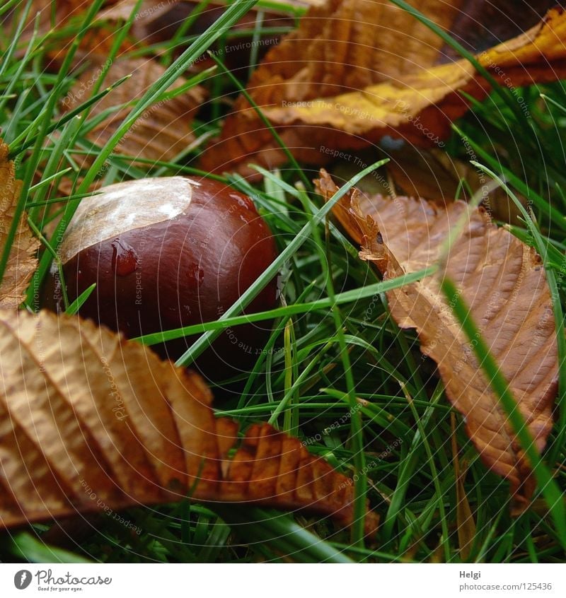 a ripe chestnut lies with leaves on a meadow Autumn September October To fall Brown White Round Wet Drops of water Rain Leaf Stalk Dry Grass Meadow Park