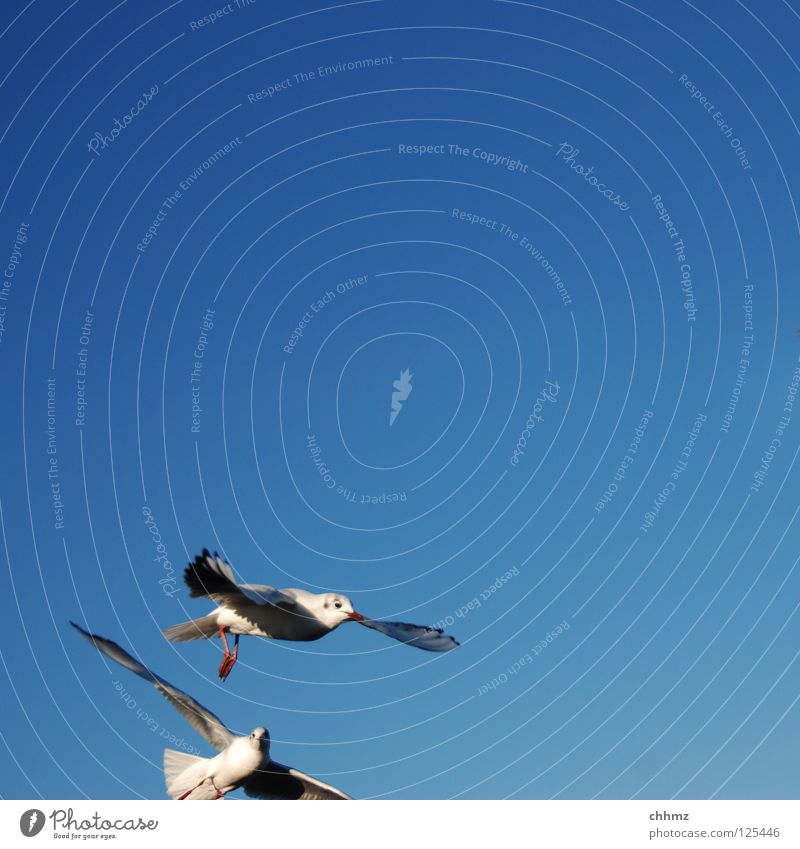 Funny first cut Seagull Bird Sailing Hover Ocean Lake Speed Beautiful Esthetic Tasty Far-off places Flying Aviation River Partially visible aerial combat attack