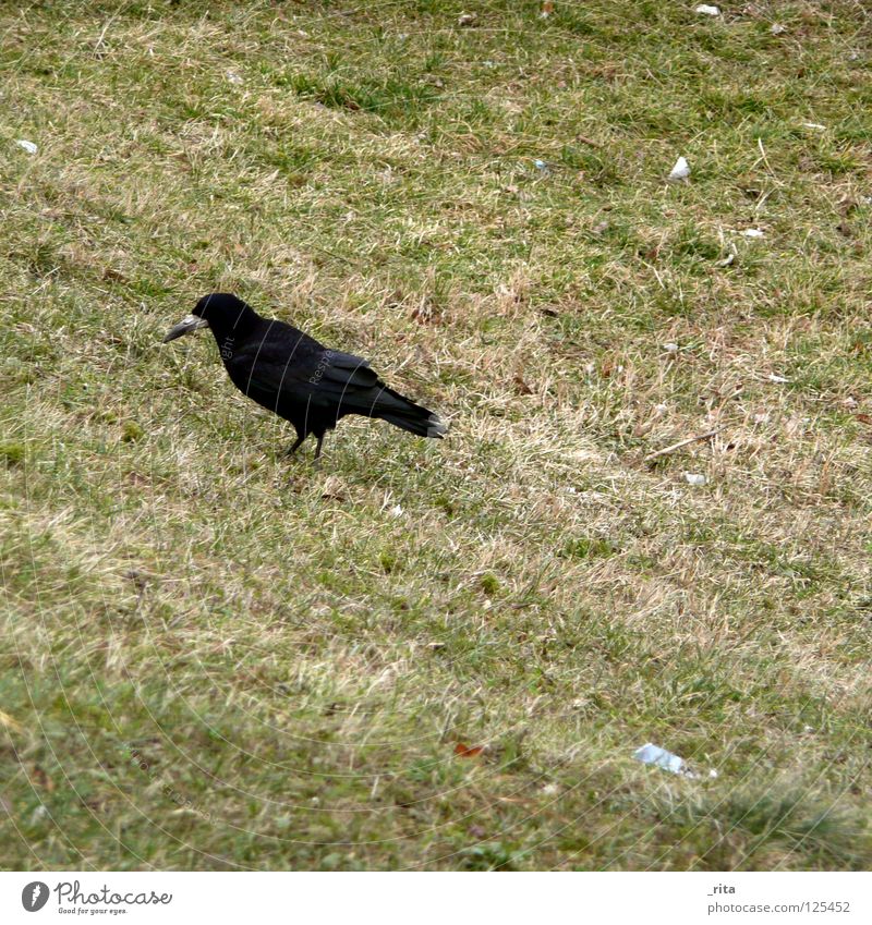 crow Crow Raven birds Green Black Foraging Feed Grass Winter Bird Appetite Animal Loneliness Living thing Mammal crow's feet Wing Nature Feather fond of animals